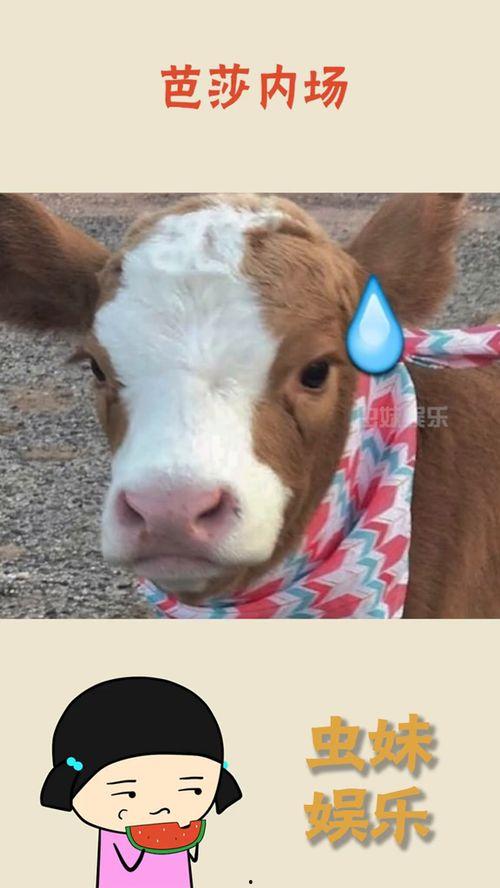 娱乐吃瓜酱懒羊羊